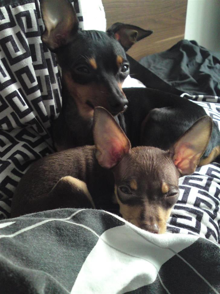 Prazsky krysarik Charlie billede 14