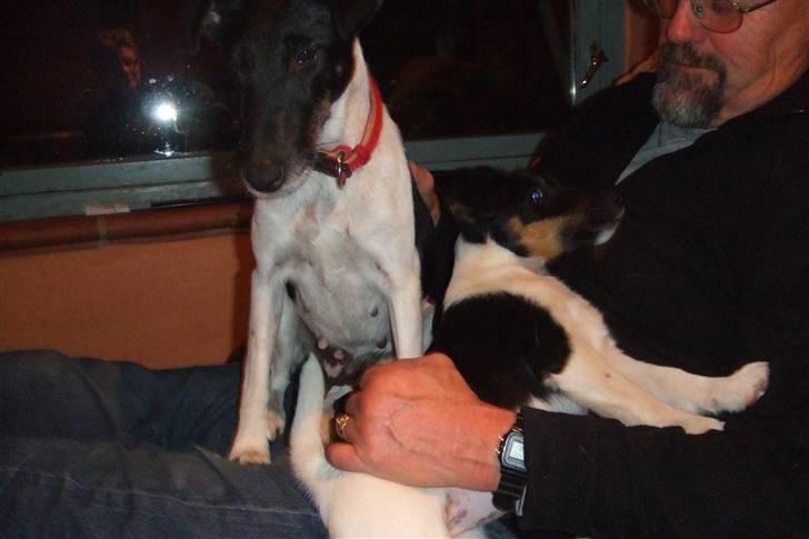 Glathåret foxterrier "Je-ma Spot I love  Porgy - Porgy med sin mor billede 7