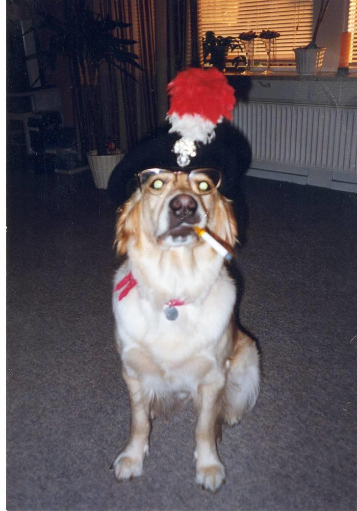 Golden retriever Dolly  22-03-11 R.I.P.  billede 9