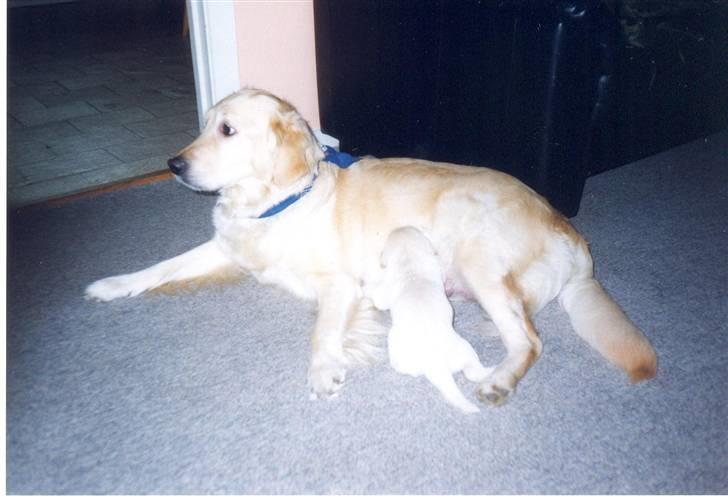 Golden retriever Dolly  22-03-11 R.I.P.  billede 10