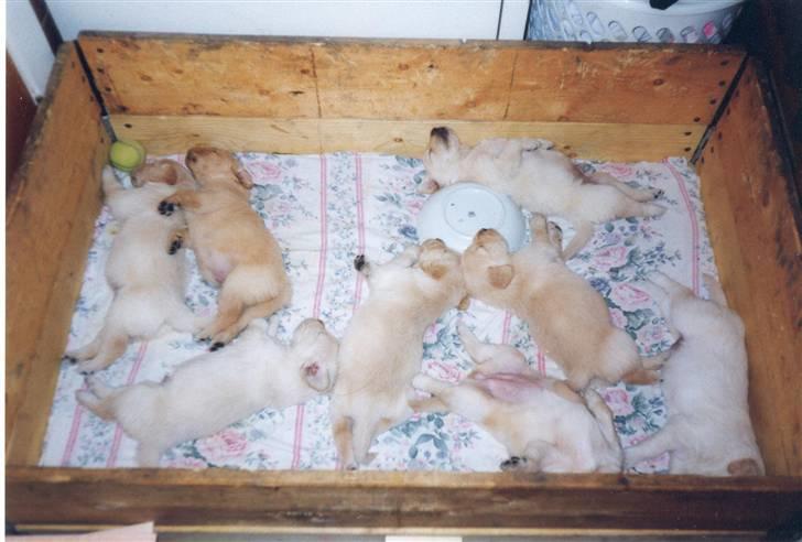 Golden retriever Dolly  22-03-11 R.I.P.  billede 11