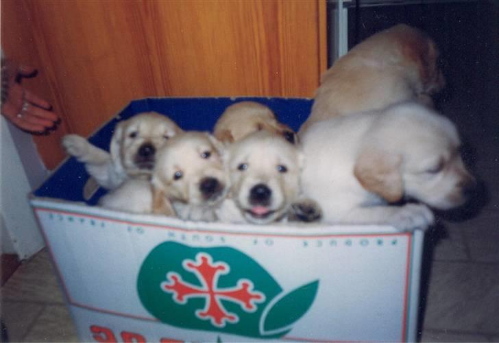 Golden retriever Dolly  22-03-11 R.I.P.  billede 12