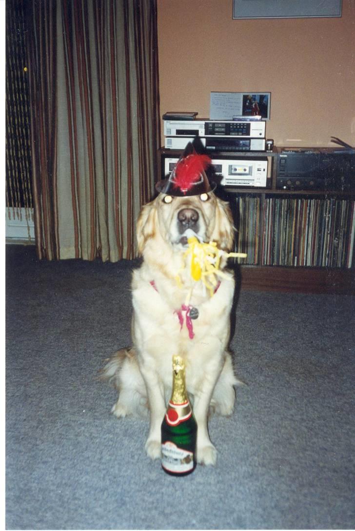 Golden retriever Dolly  22-03-11 R.I.P.  billede 13