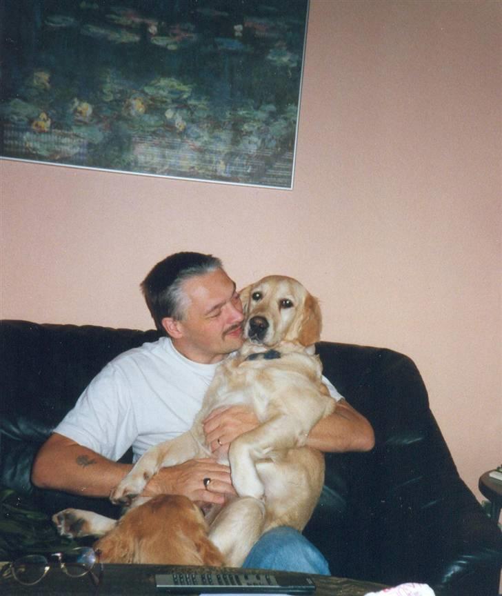 Golden retriever Dolly  22-03-11 R.I.P.  billede 14