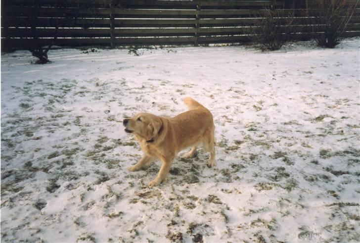 Golden retriever Dolly  22-03-11 R.I.P.  billede 15