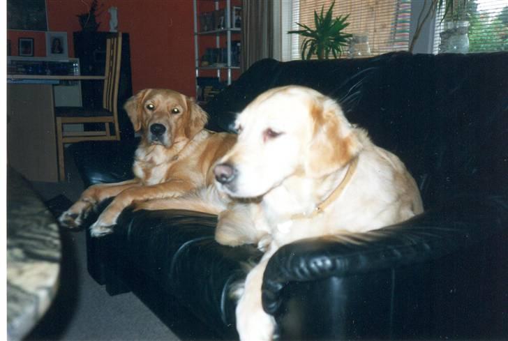 Golden retriever Dolly  22-03-11 R.I.P.  billede 16