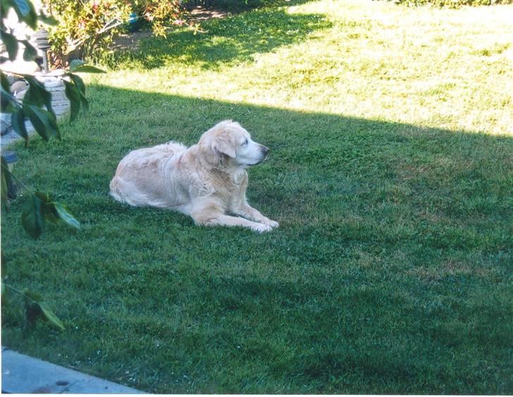 Golden retriever Dolly  22-03-11 R.I.P.  billede 17