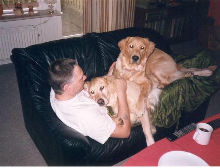 Golden retriever Dolly  22-03-11 R.I.P.  billede 18