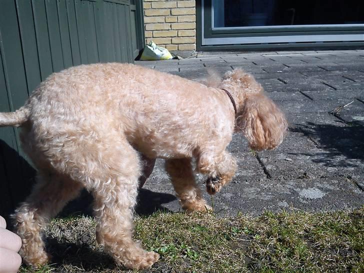 Dværgpuddel Gunilla billede 15