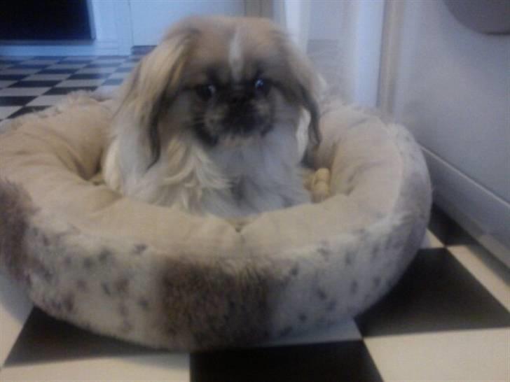 Pekingeser Charlie - Charlie i sin elskede kurv billede 4