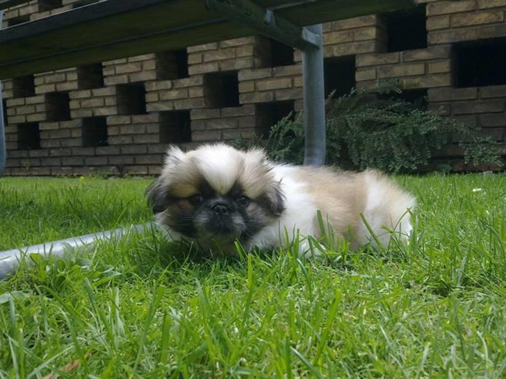 Pekingeser Charlie - Charlie som kun 10 uger gammel billede 5