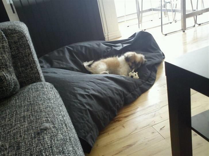 Pekingeser Charlie - Charlie i sækkestolen, som han var meget glad for billede 7