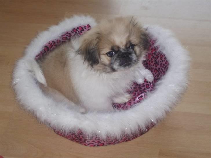 Pekingeser Charlie - Charlie i build-a-bear kurv, stadig som en lille hårbold billede 9