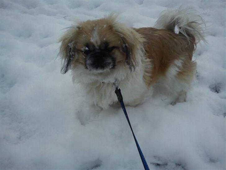 Pekingeser Charlie - Charlie i sneen billede 10