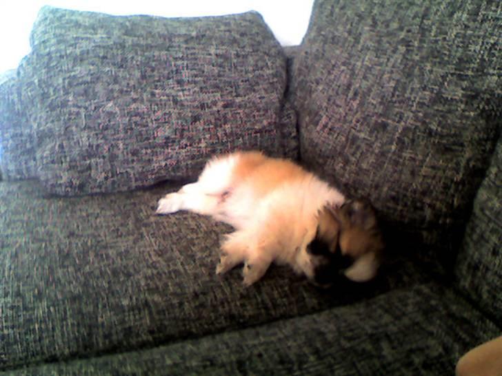 Pekingeser Charlie - Lille Charlie putter billede 11