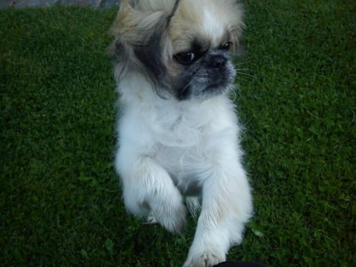 Pekingeser Charlie - Charlie holder lige øje med hvad der sker billede 12