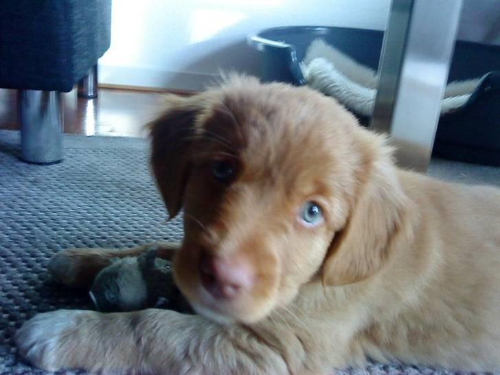 Nova scotia duck tolling retriever Ronja - Ronja 2-4 dage efter hun kom hjem til os<3 billede 1