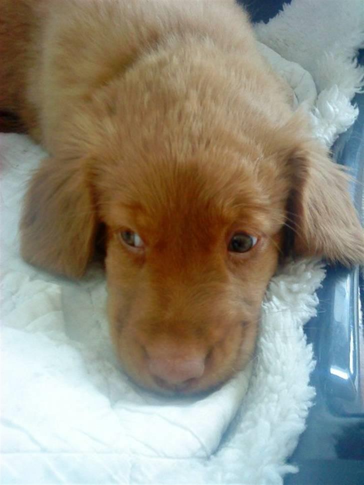 Nova scotia duck tolling retriever Ronja - Ronja ligger ved skoene :´) billede 2