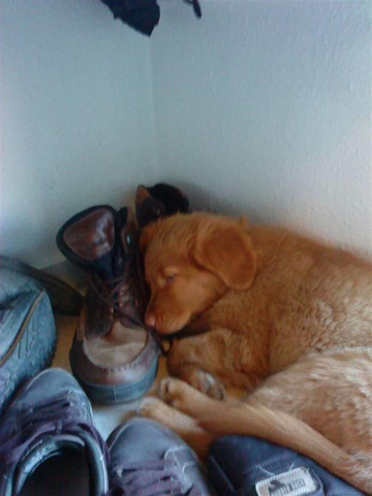 Nova scotia duck tolling retriever Ronja - Hun ligger og sover i skoene<3 billede 3