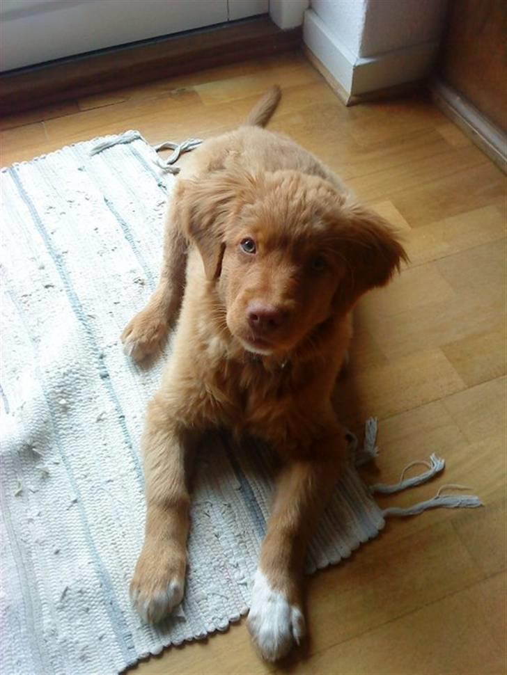Nova scotia duck tolling retriever Ronja - Hun er bare så pæn ik? billede 4