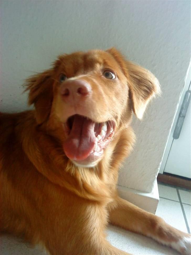 Nova scotia duck tolling retriever Ronja - <3<3<3<3<3<3<3<3<3<3<3<3<3 billede 5
