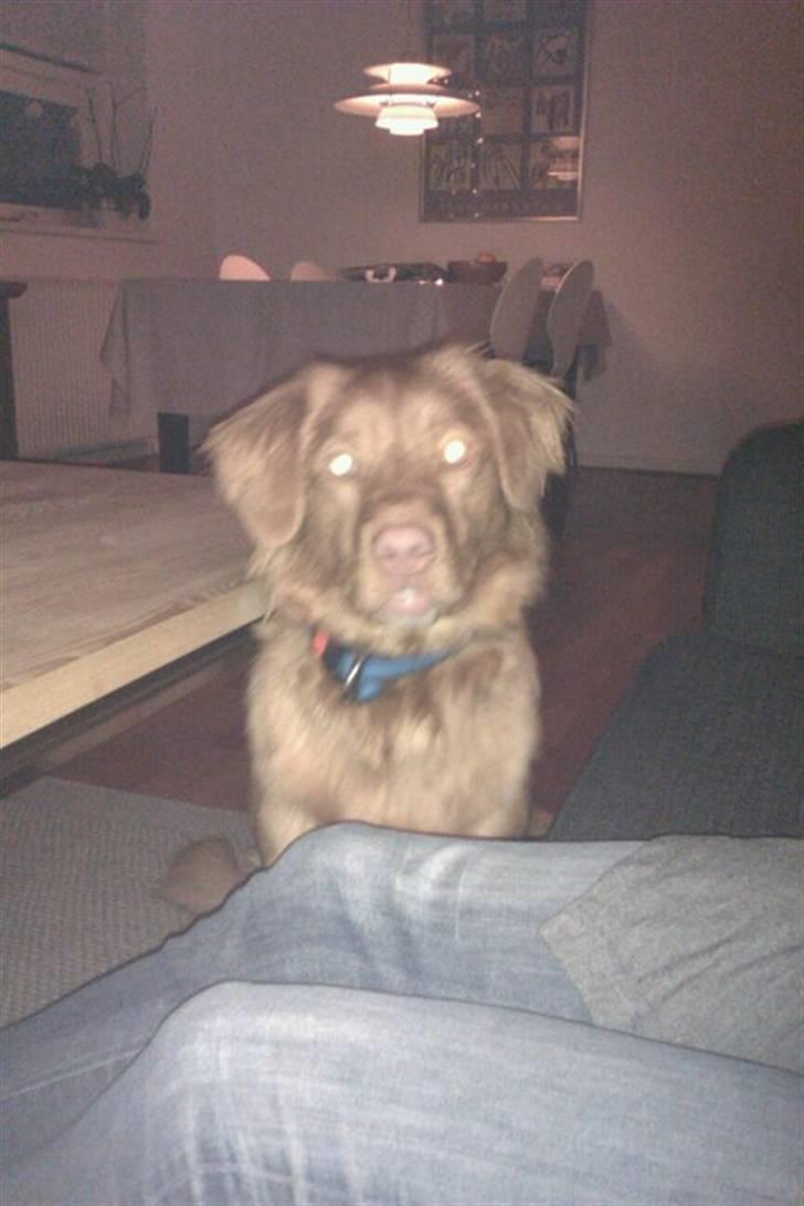 Nova scotia duck tolling retriever Ronja - Nu er hun blevet halv stor kun 1 år gammel! :D billede 6