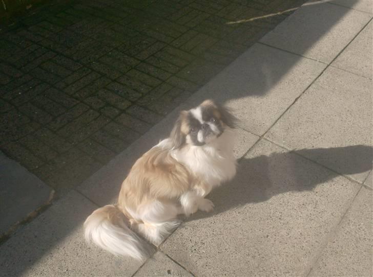 Pekingeser Paw - Hvad laver du? billede 14