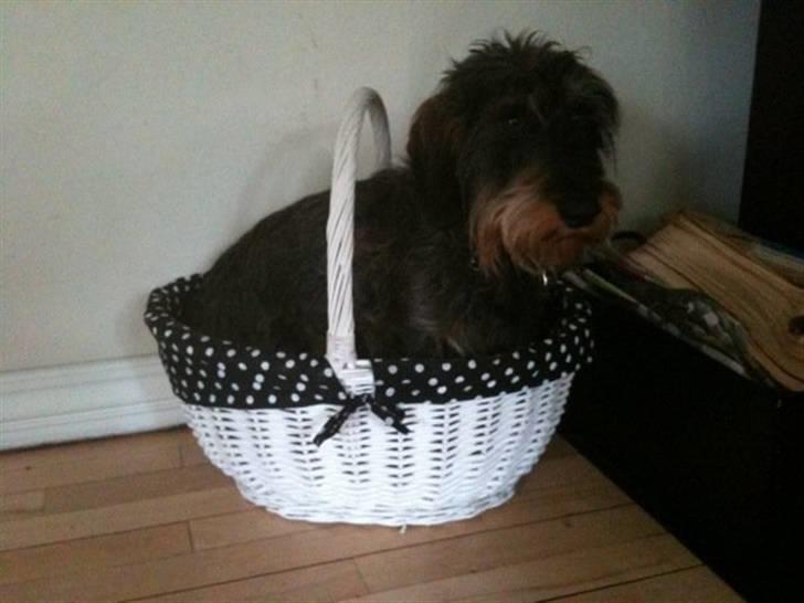 Gravhund Albert (knaldeballe) - Han stjal lige en lille kurv :D billede 1