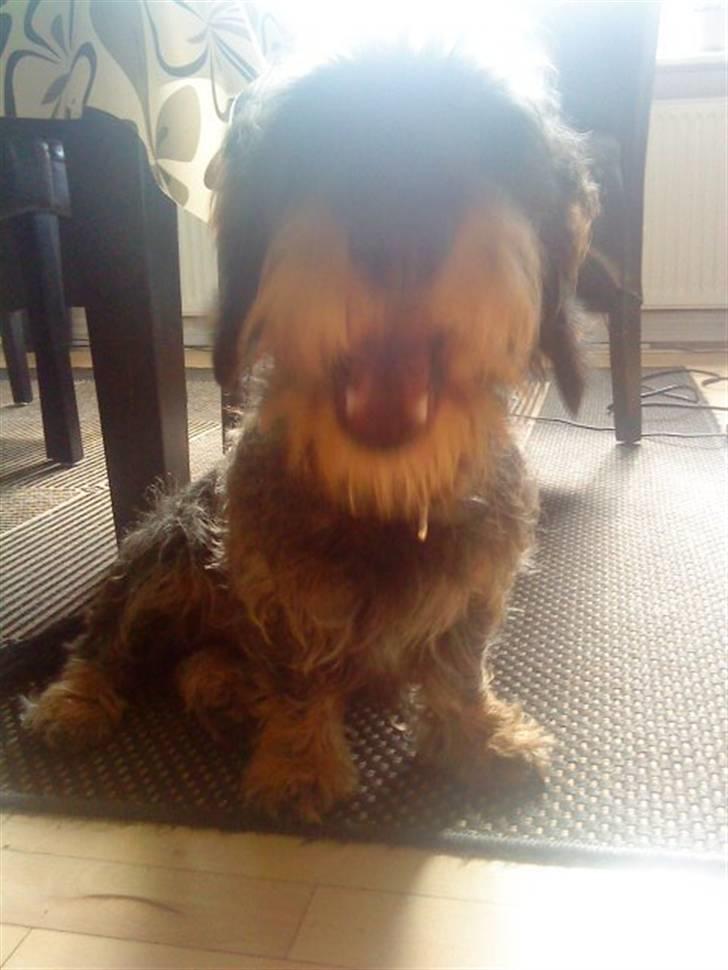 Gravhund Albert (knaldeballe) - En træt hund... billede 2