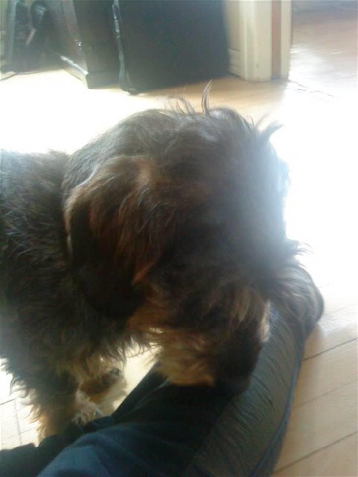 Gravhund Albert (knaldeballe) - Du dufter godt Line billede 3