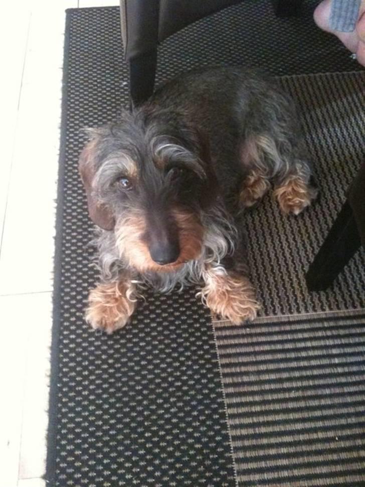 Gravhund Albert (knaldeballe) - Uskyldige øjne billede 4