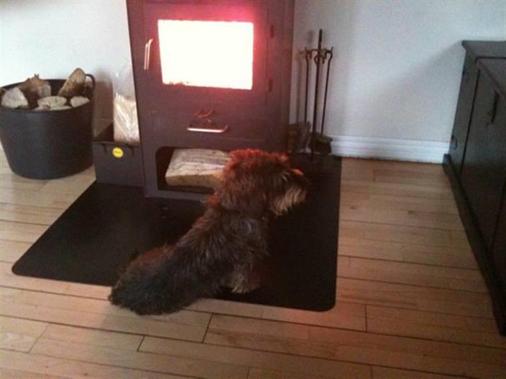 Gravhund Albert (knaldeballe) - UHHH varme efter eb kold rulle tur i sneen ;) billede 5