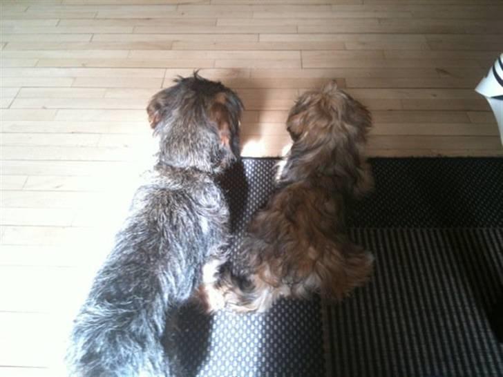 Gravhund Albert (knaldeballe) - Albert(venstre) og Kismo(højre) billede 6