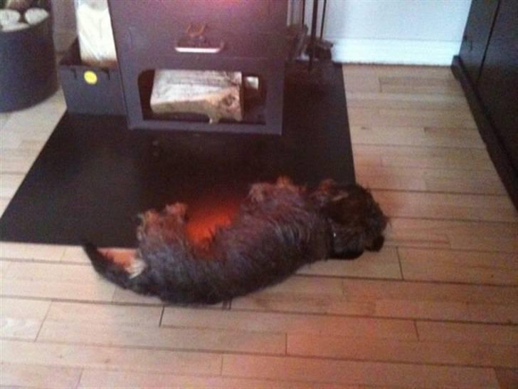 Gravhund Albert (knaldeballe) - Dejligt billede 7