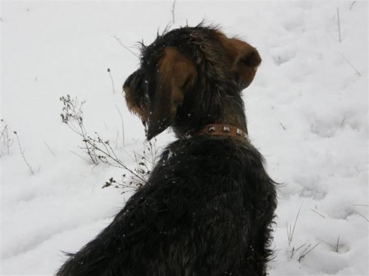 Gravhund Albert (knaldeballe) - Hvorfor er det hvidt billede 8