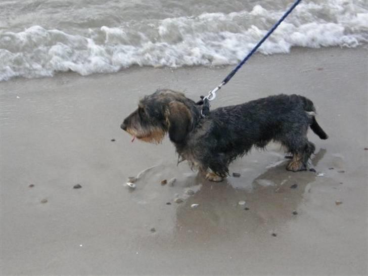 Gravhund Albert (knaldeballe) - Uh det vand var da ret koldt billede 9