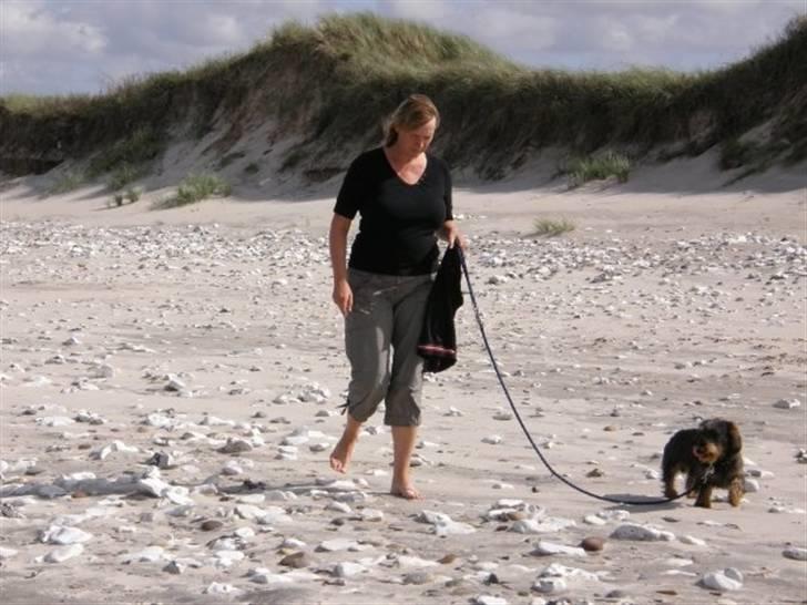 Gravhund Albert (knaldeballe) - Min stedmor og Albert ved vesterhavet billede 10
