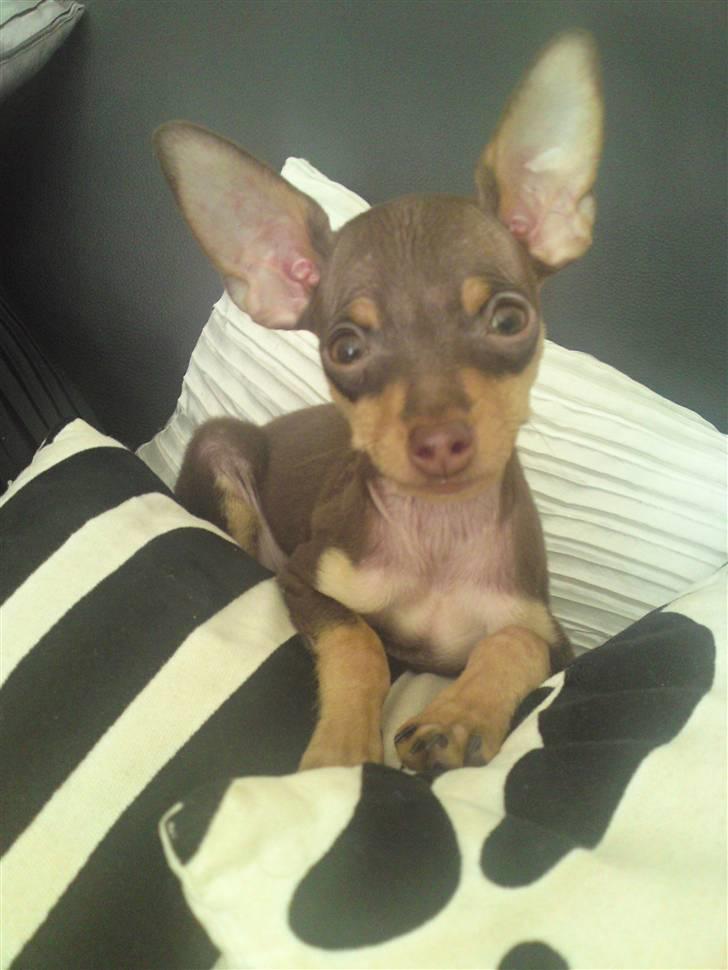 Prazsky krysarik Charlie billede 15