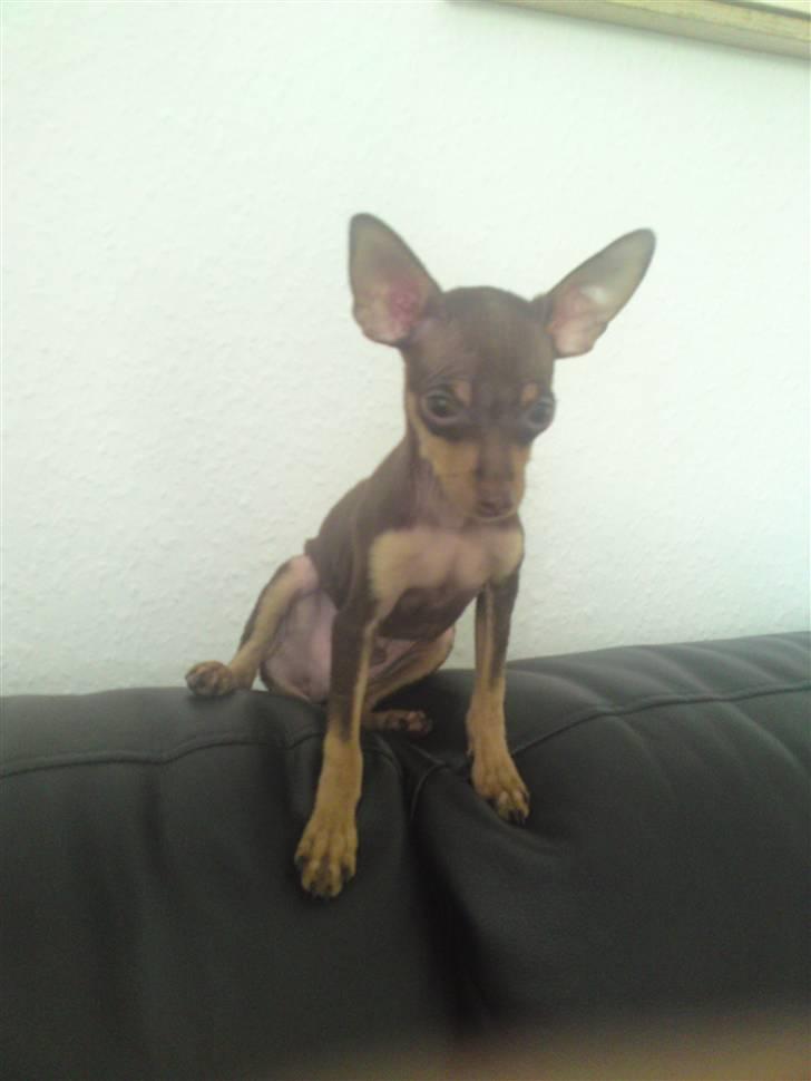 Prazsky krysarik Charlie billede 16