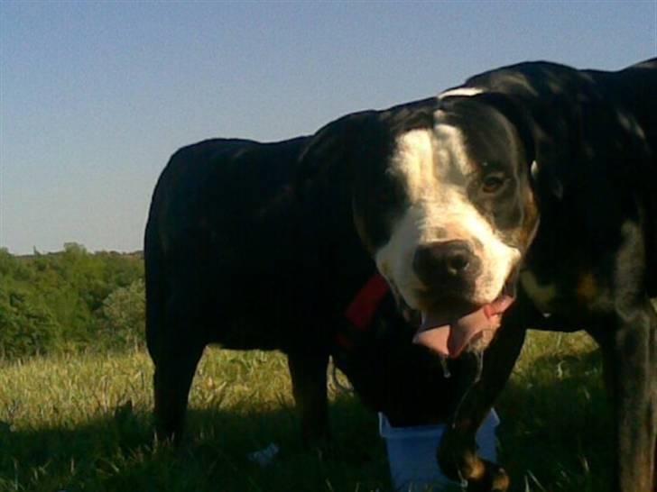 Blanding af racer tyson billede 7