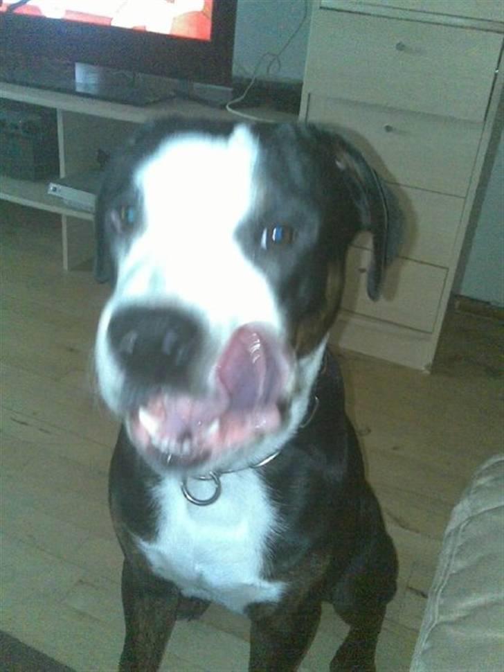 Blanding af racer tyson billede 8