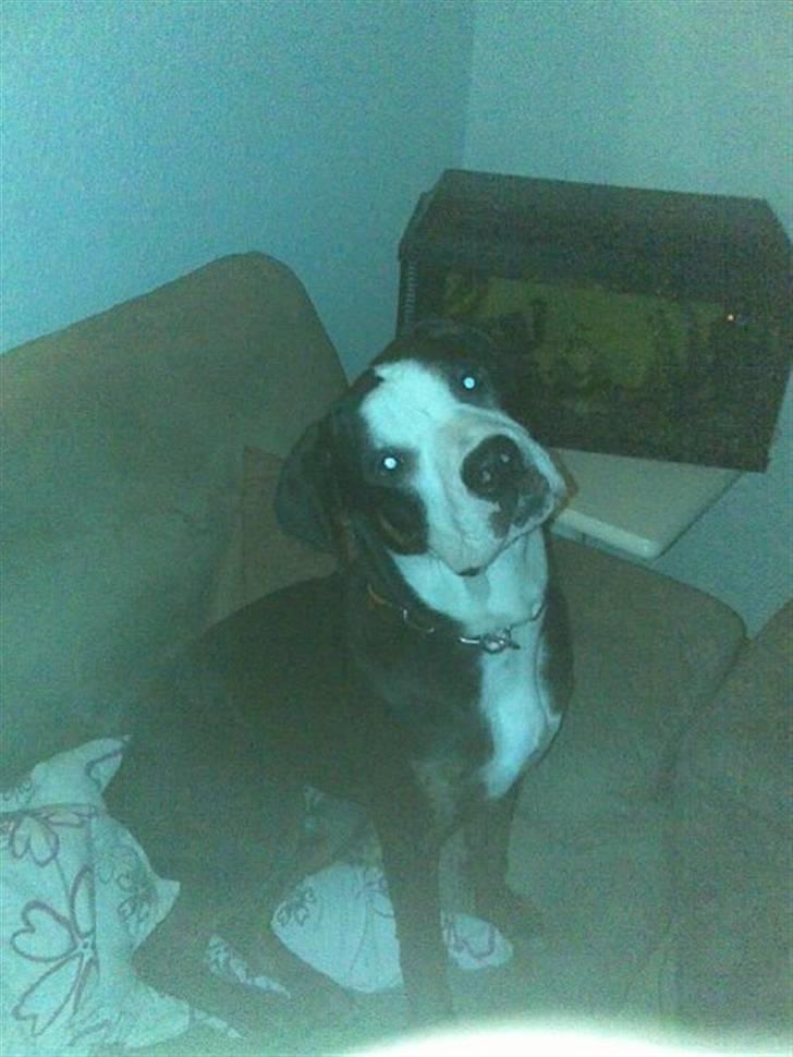 Blanding af racer tyson billede 9