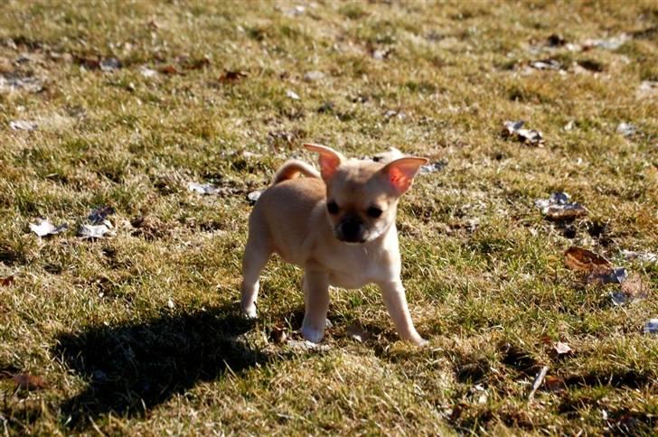 Chihuahua Hueños Malina billede 19