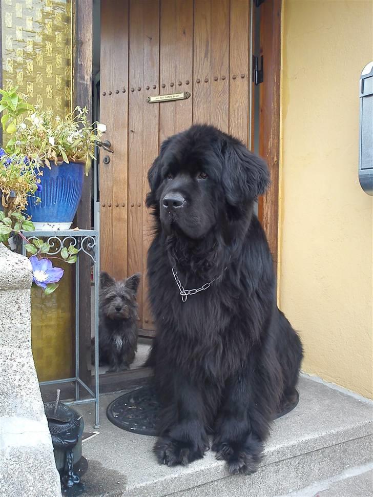 Newfoundlænder Mickey billede 1