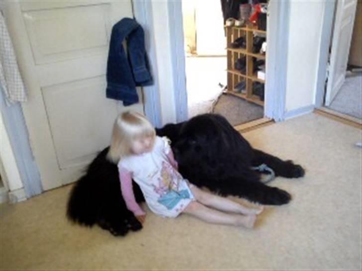 Newfoundlænder Mickey billede 2