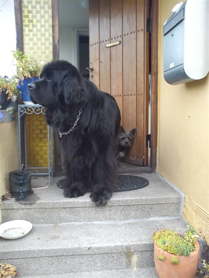 Newfoundlænder Mickey billede 3