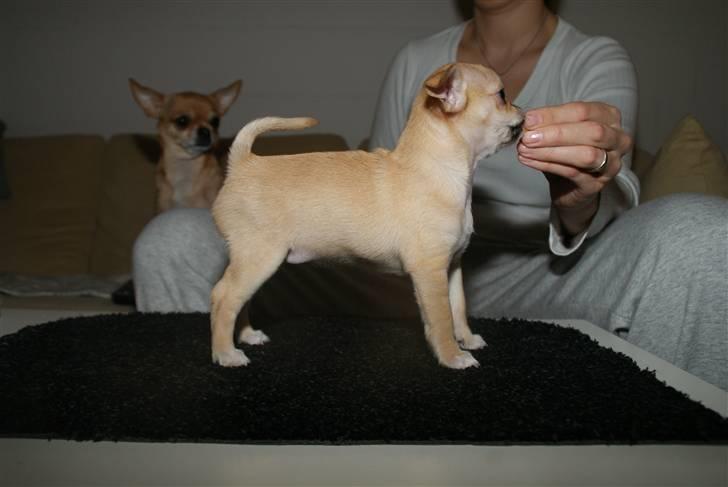 Chihuahua Hueños Malina billede 20