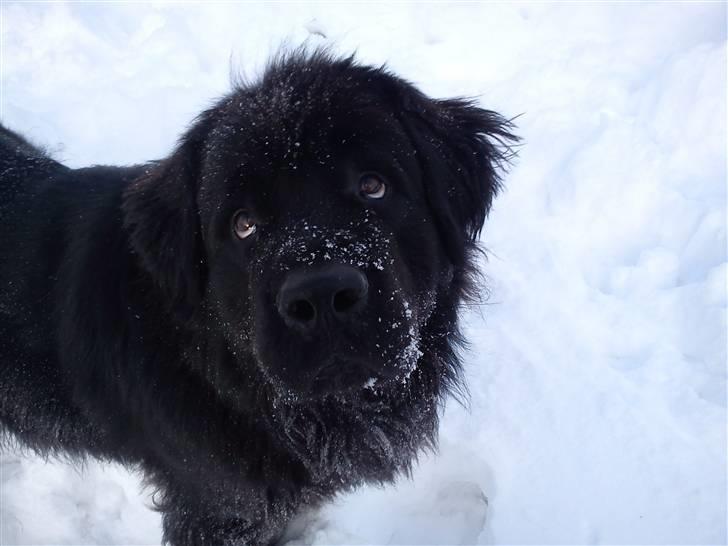 Newfoundlænder Mickey billede 4