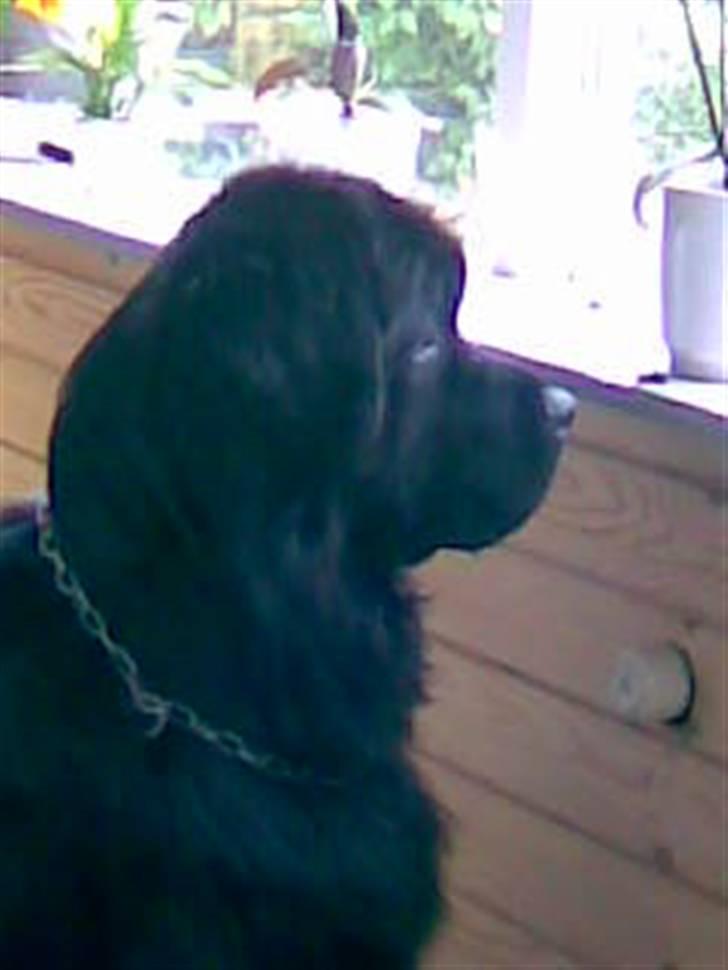 Newfoundlænder Mickey billede 5