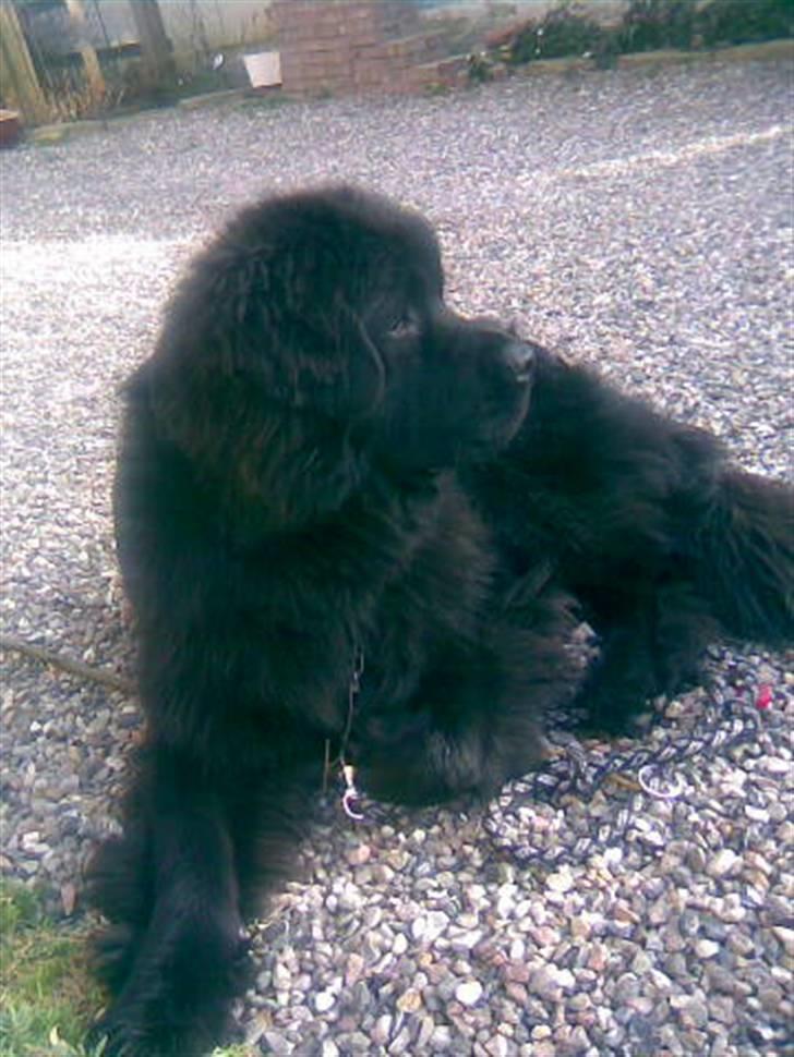 Newfoundlænder Mickey billede 6